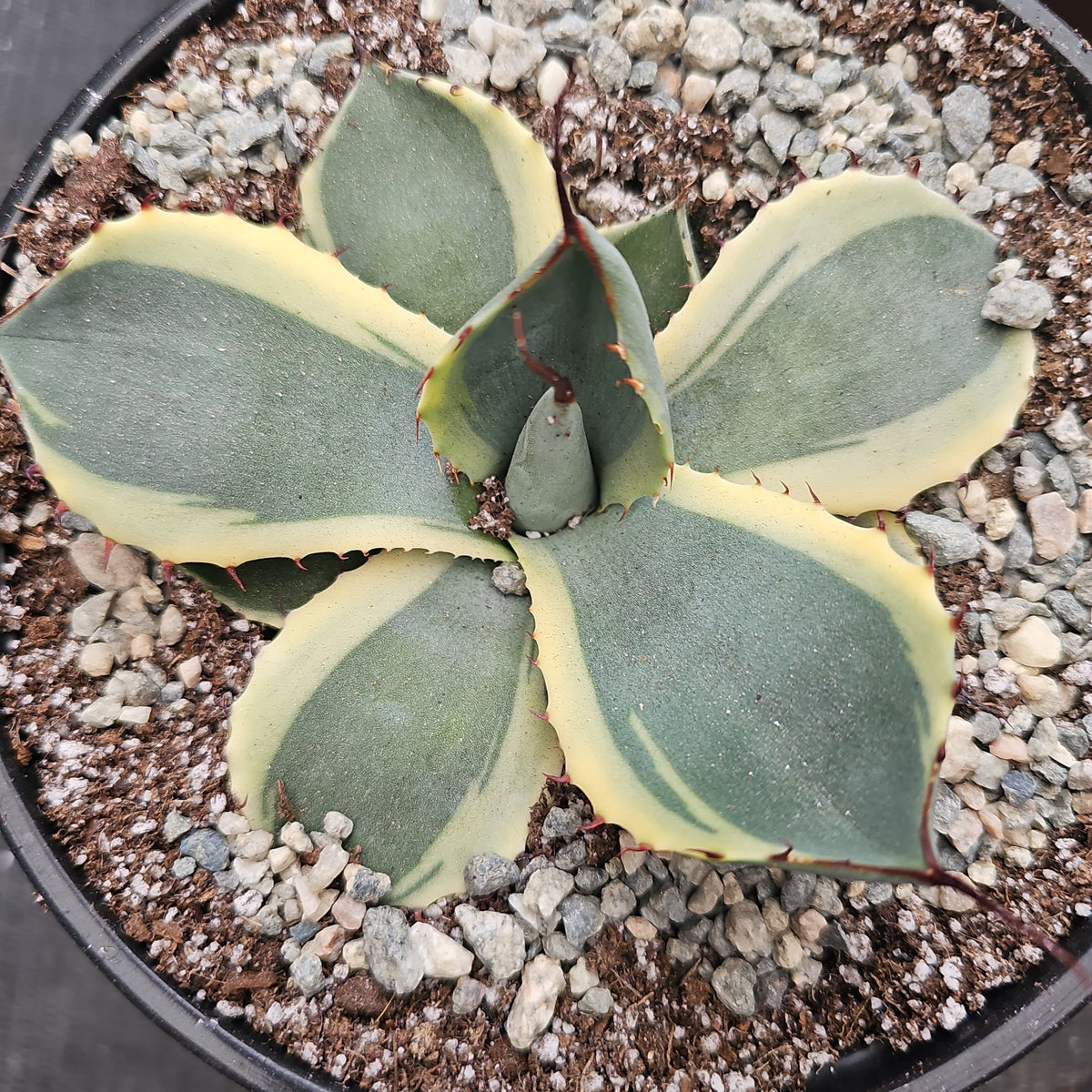 Agave Panaché 'Lime Streak' - Agave Parryi Var Truncata - Plante Succulente Rare
