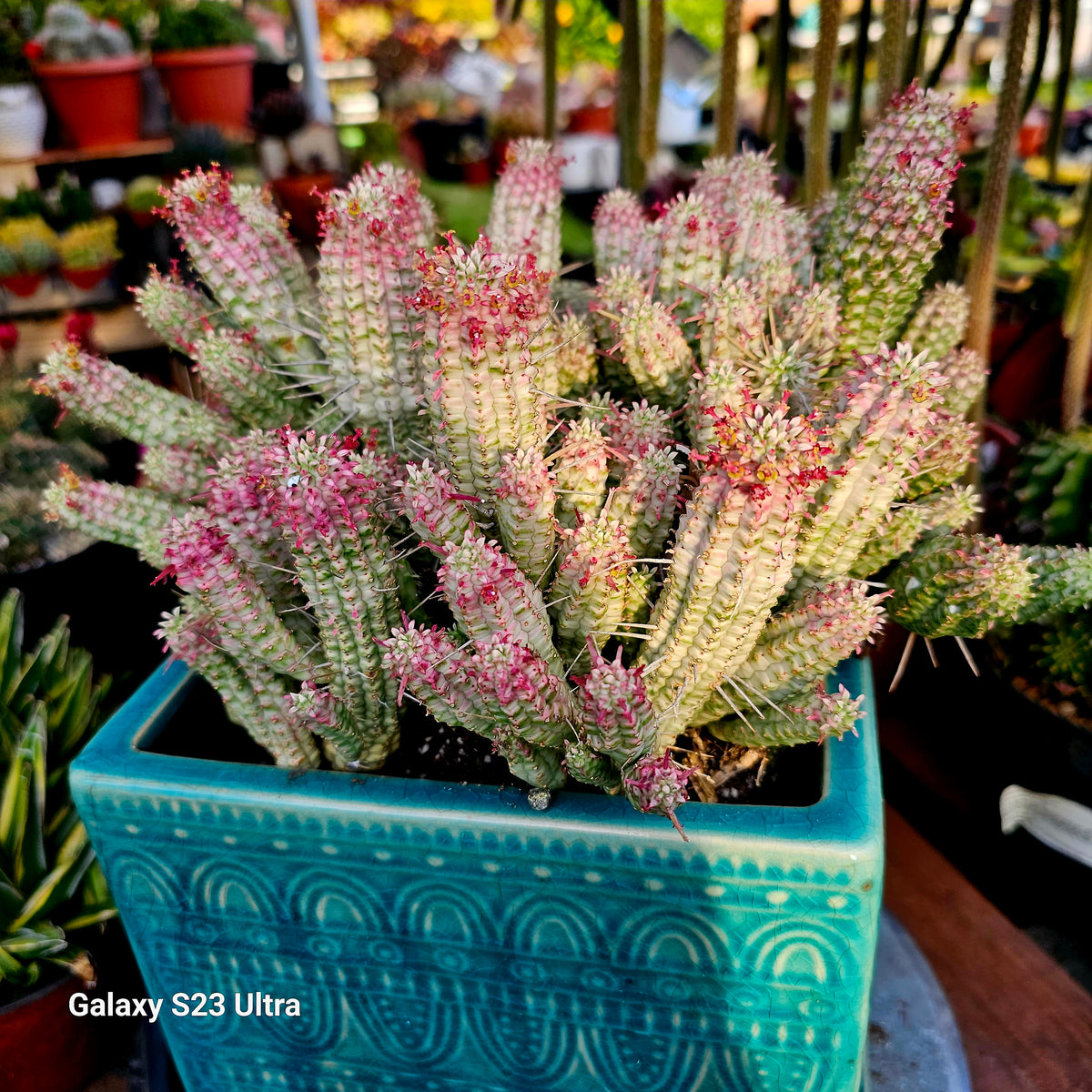 indian corn cob succulent Euphorbia Mammillaris Corn Cob – AceMegaSucculents