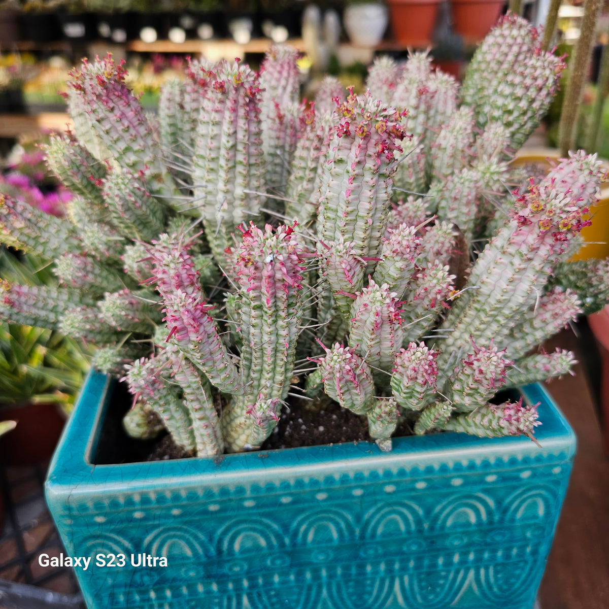 Euphorbia Mammillaris Corn Cob – AceMegaSucculents