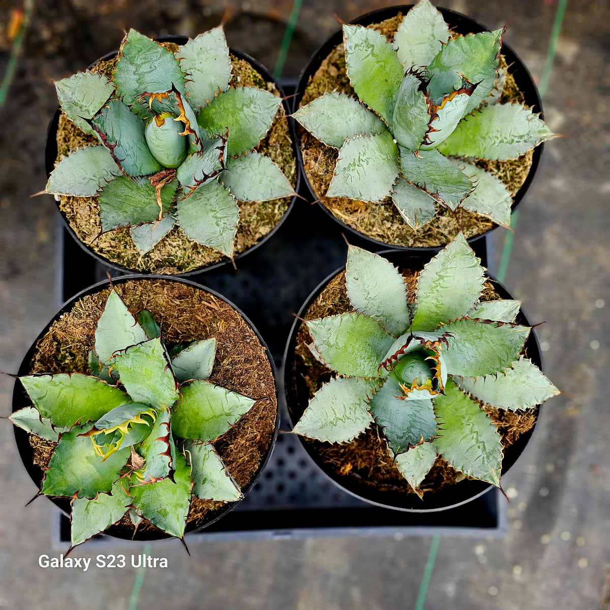 ブランドおしゃれ Hybrid Agave TBG(titanota × blue grow) - フラワー