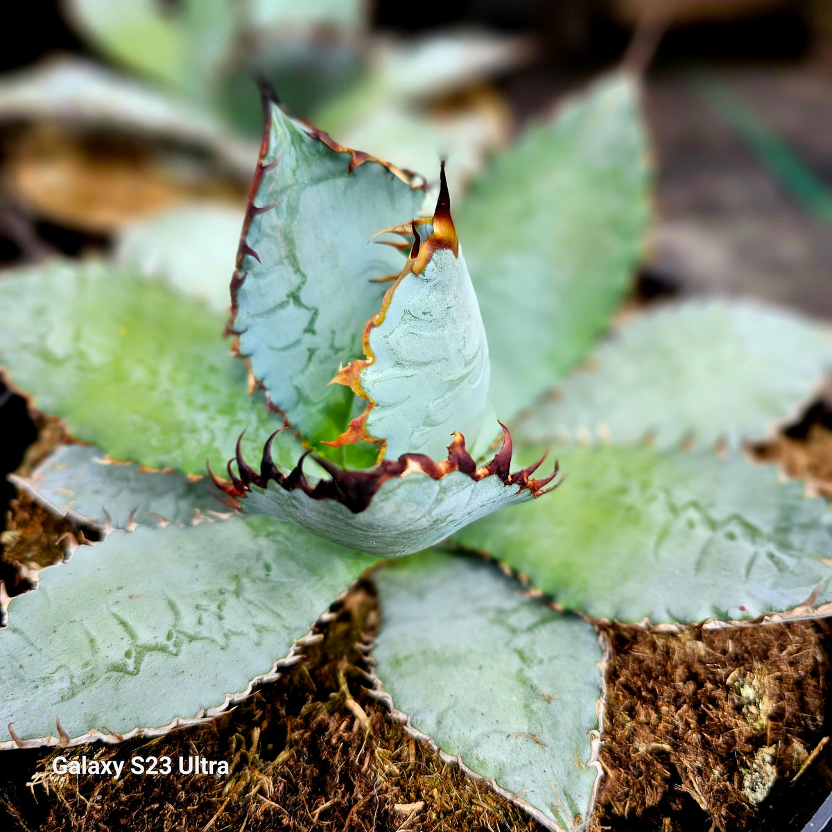 Agave titanota 