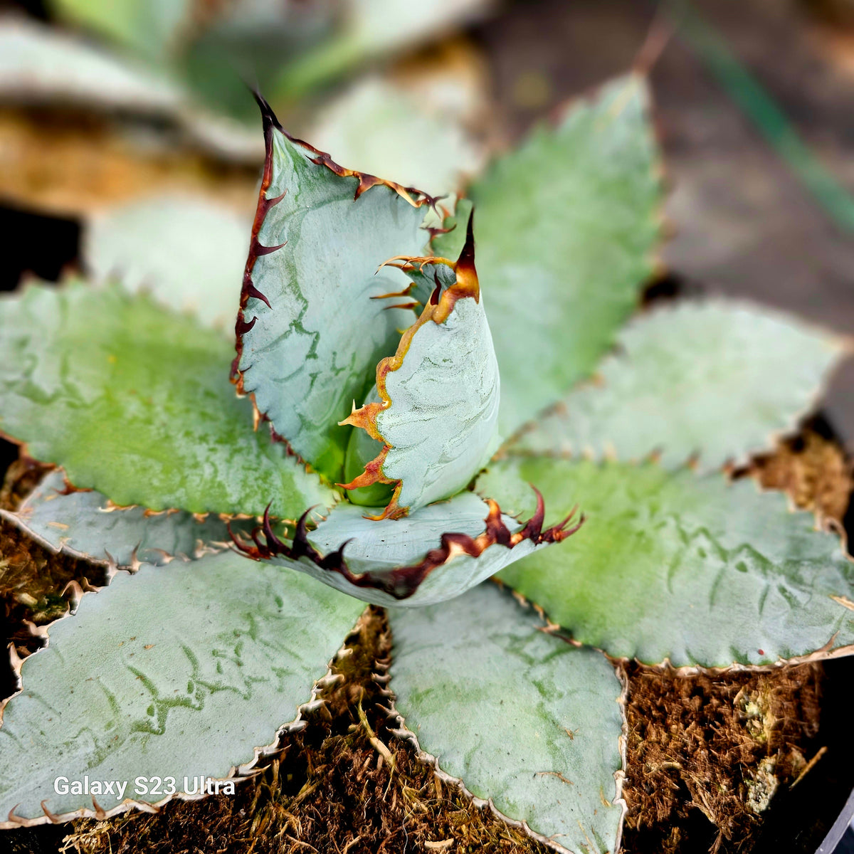 ホットディール Hybrid Agave TBG(titanota × blue grow