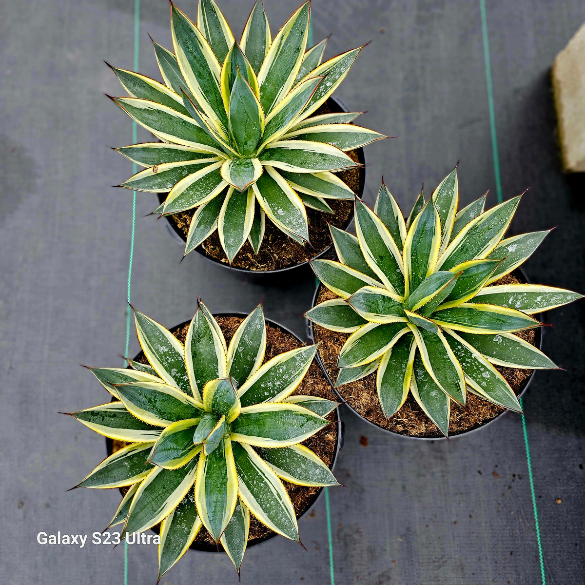 Agave Sun Glow – AceMegaSucculents