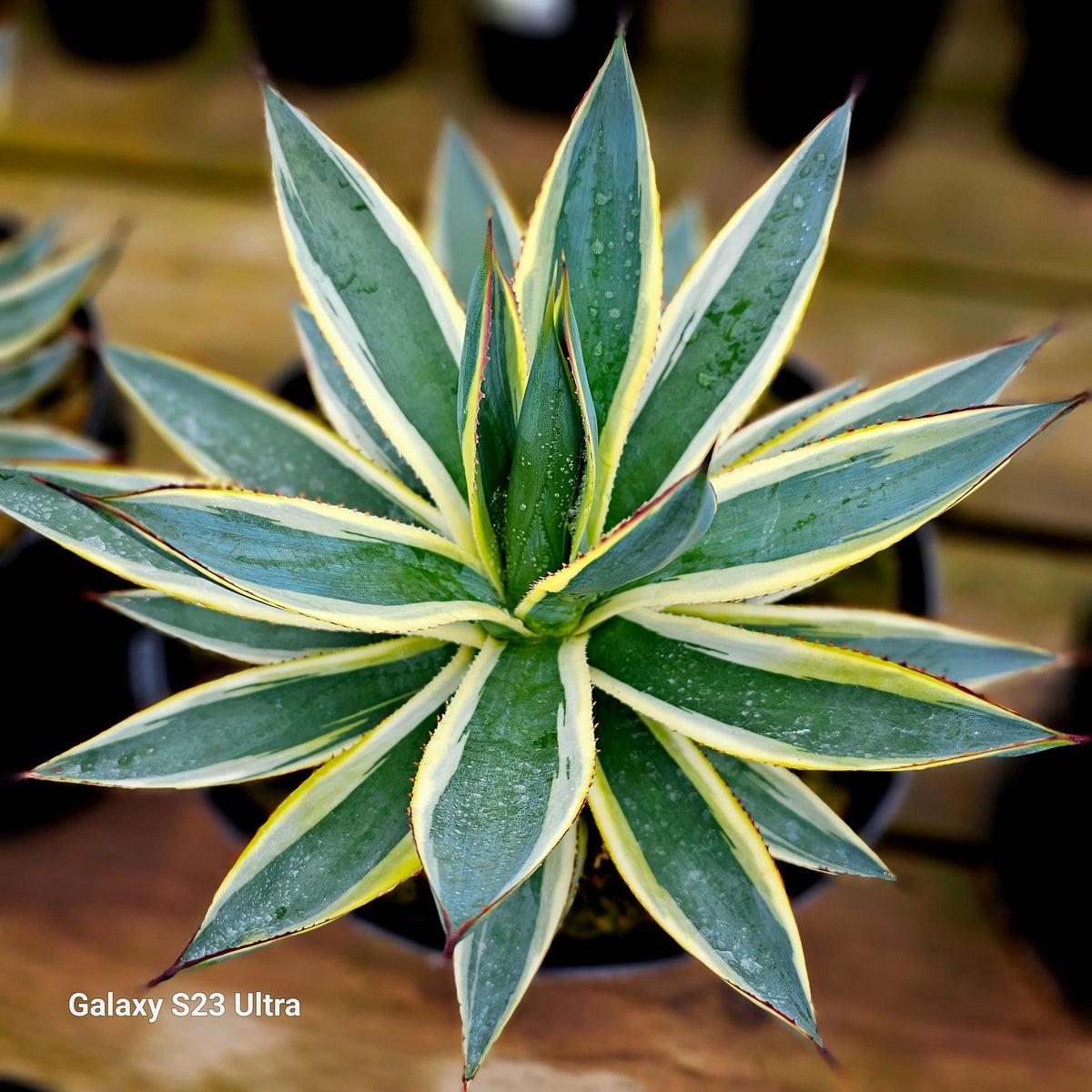 20230601_103855_1200x1200.jpg?