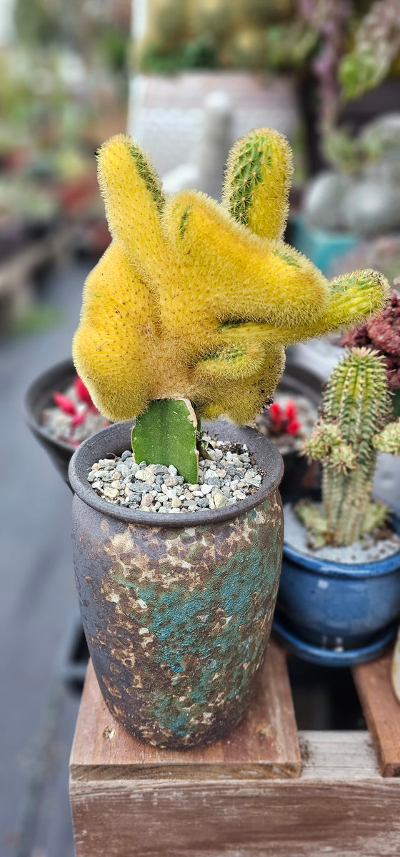 20230601_185500_1200x1200.jpg?