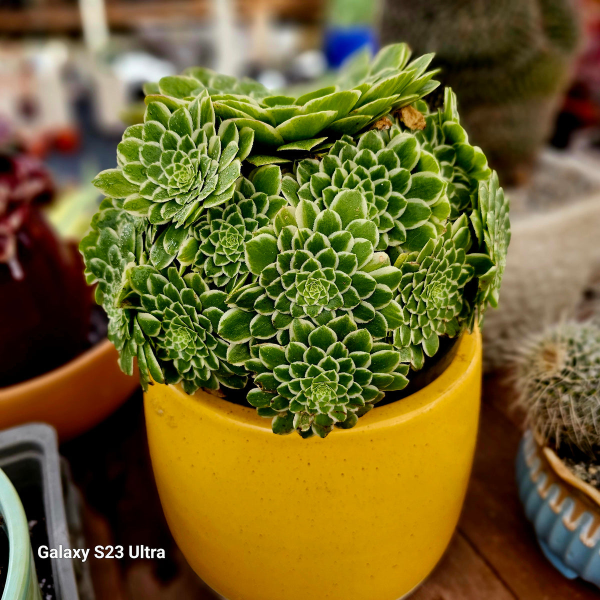 emerald succulent Aeonium Emerald Ice – AceMegaSucculents