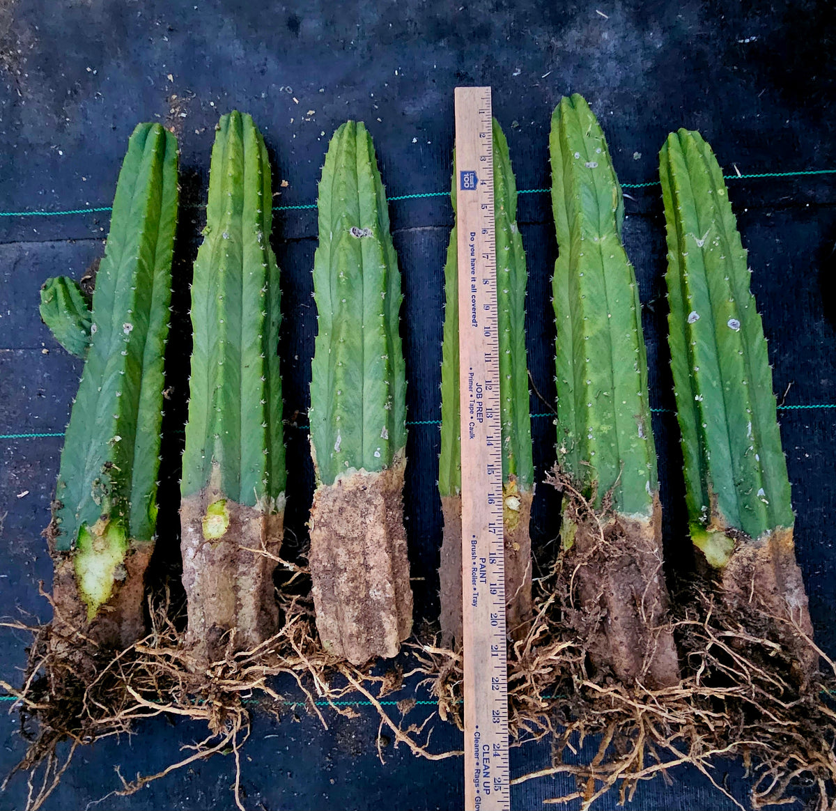 san pedro cactus rooted San Pedro Cactus – AceMegaSucculents