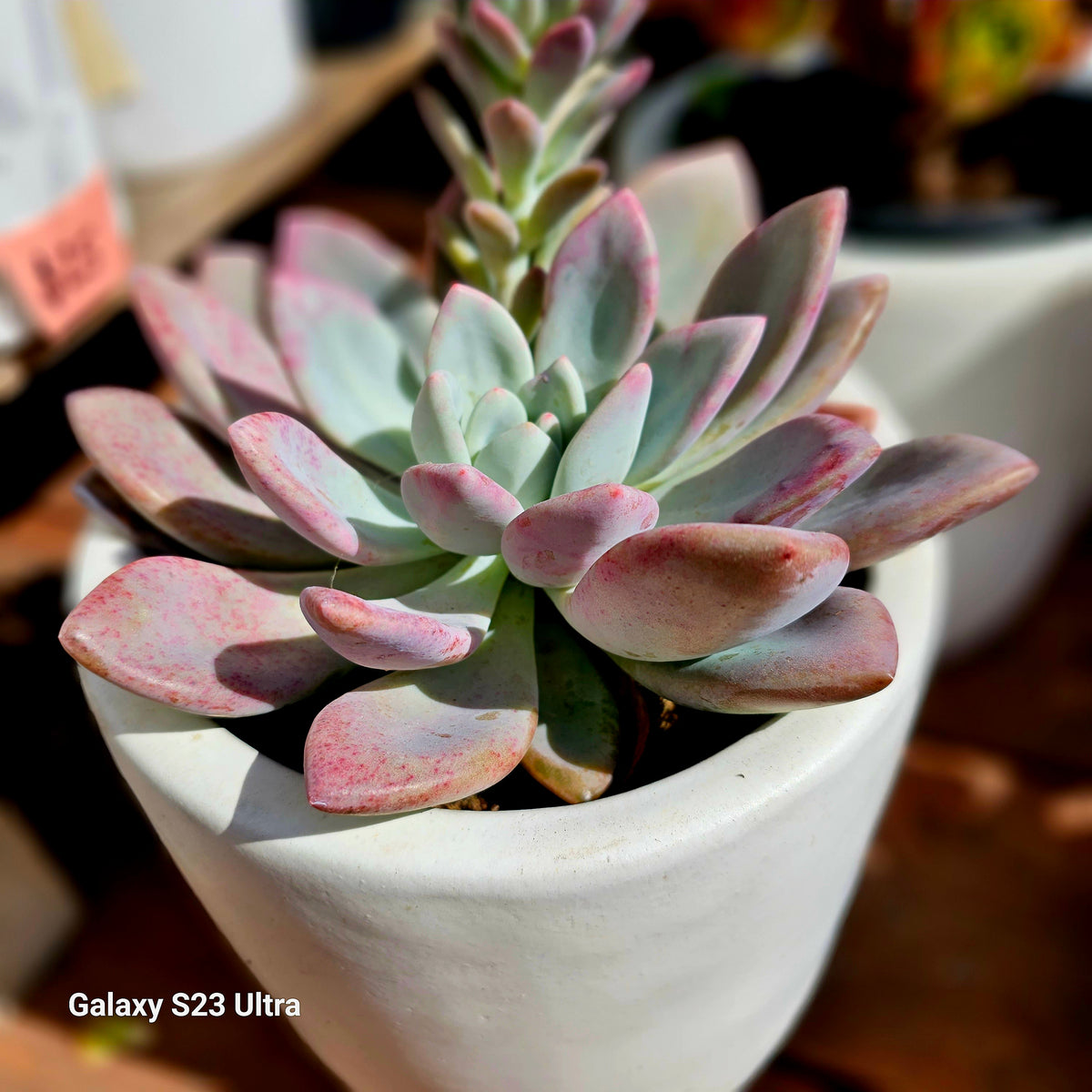 Echeveria Opalina – AceMegaSucculents
