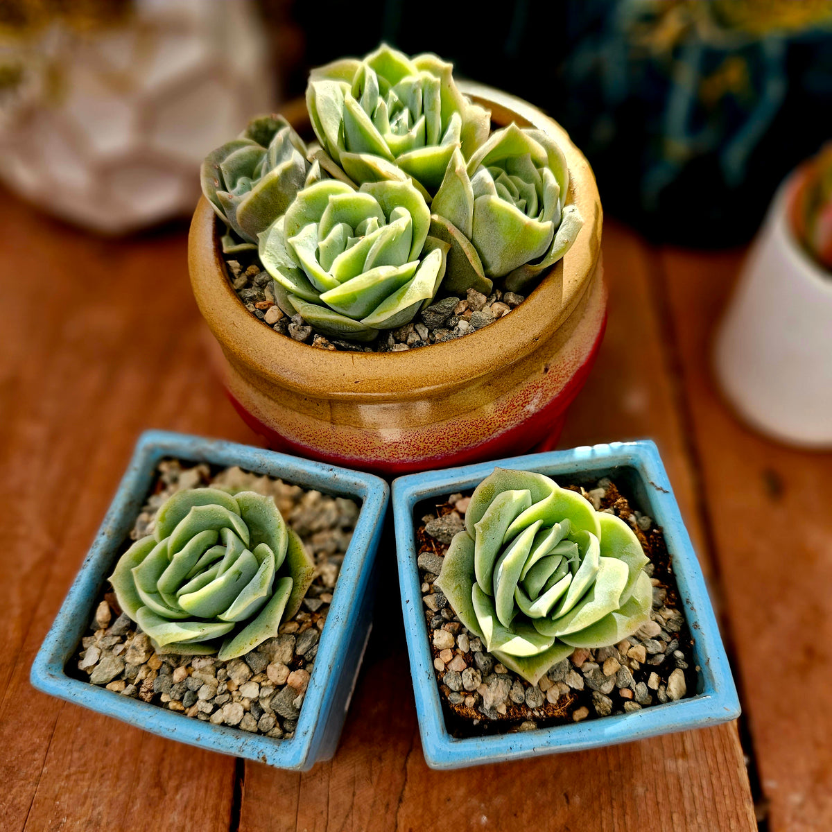 3.hoshi_succulent様 Haworthia | Zebra Cactus | 4