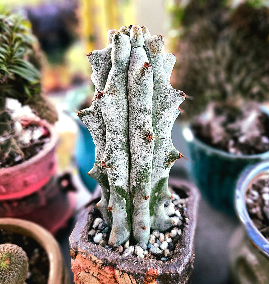 30 Most Rare Cactus 