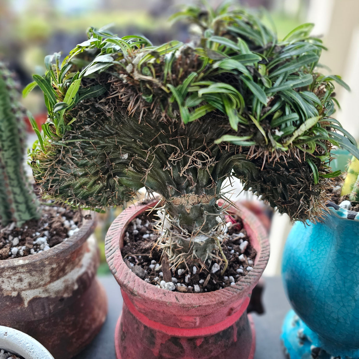 Pachypodium Lamerei L. cristata . – AceMegaSucculents
