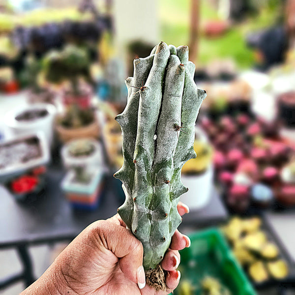 Stenocereus beneckei | Rare Cactus