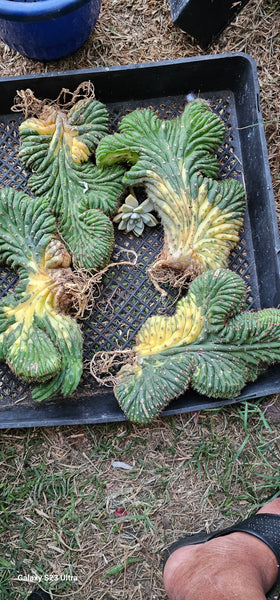 Echinopsis pachanoi/ san pedro crested variagated