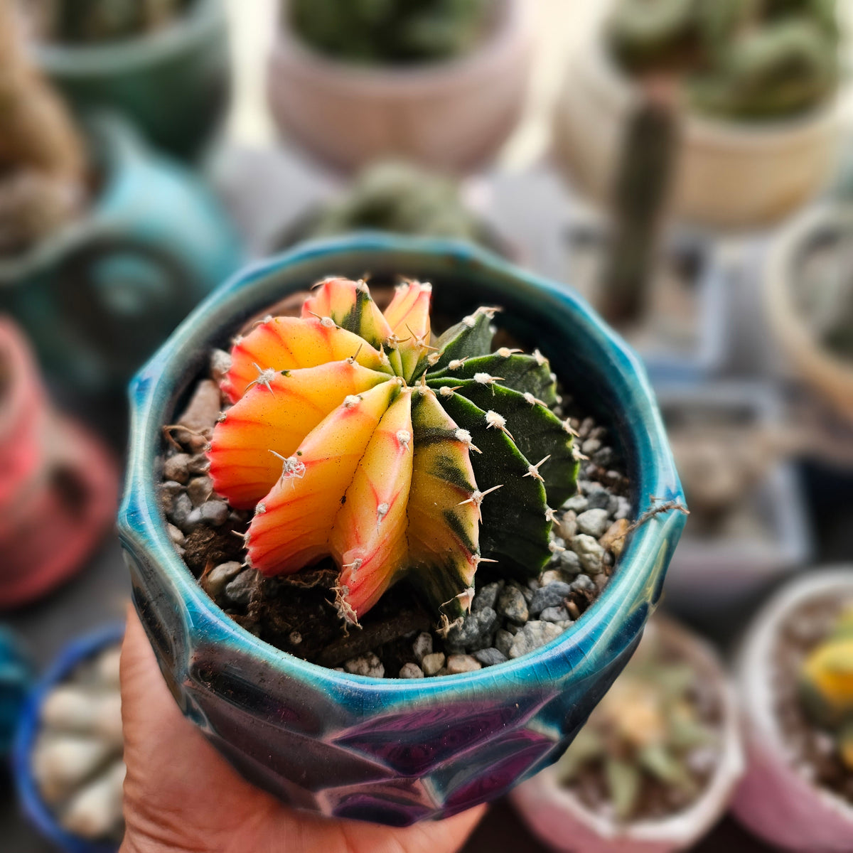 ダブルヘッド　Gymnocalycium sp. variegated 鉢で発送 20230914-084931_1200x1200.jpg?