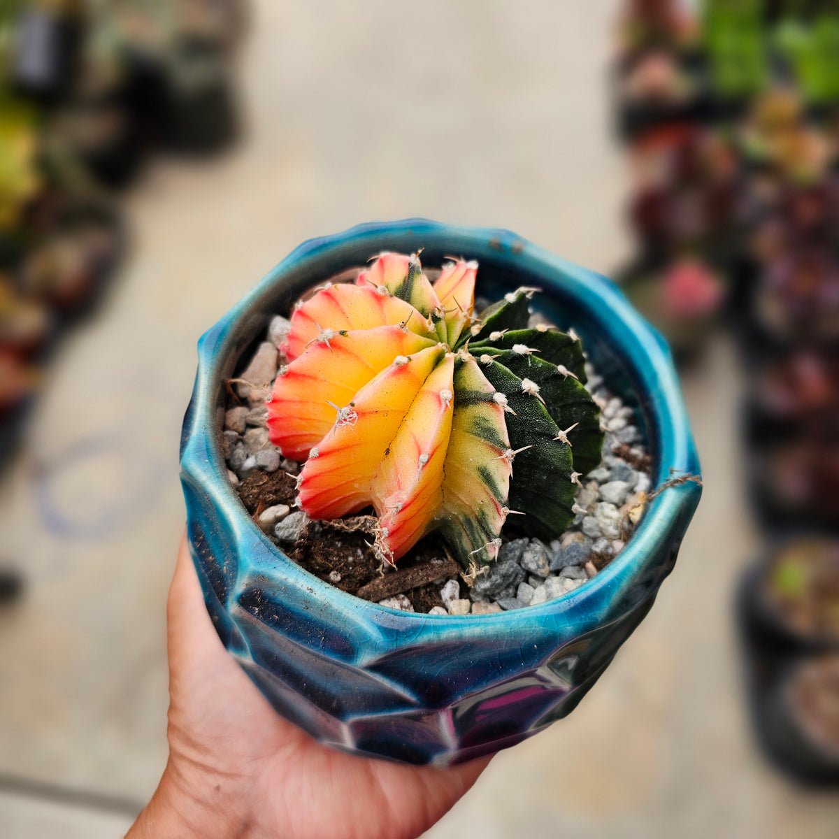 20230914-084945_1200x1200.jpg?