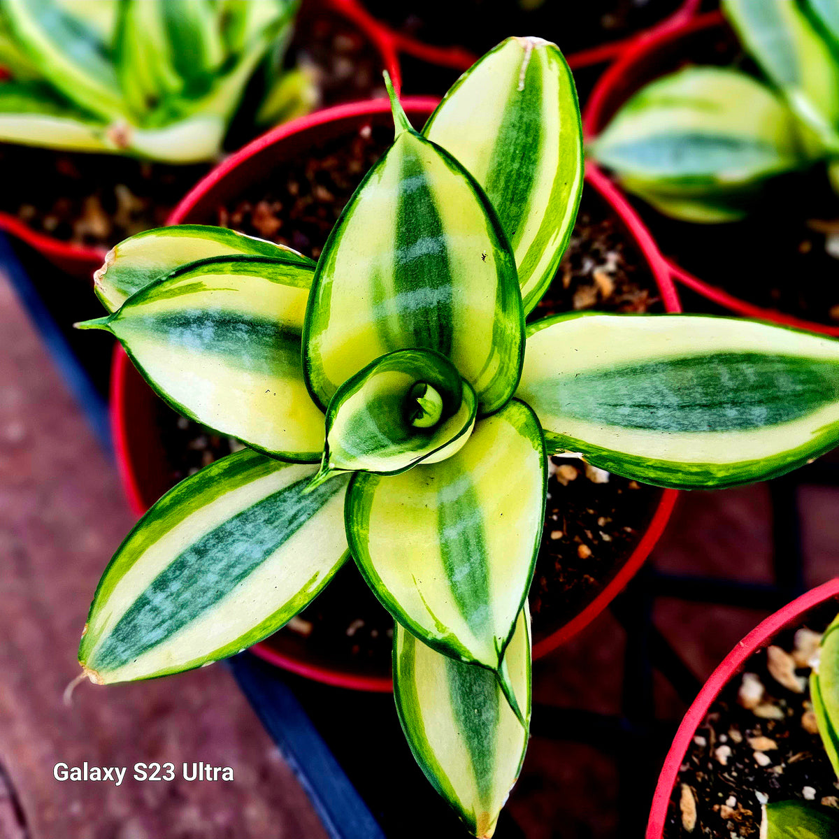 sansevieria golden edge hahnii Sansevieria Trifasciata Golden Hahnii – AceMegaSucculents