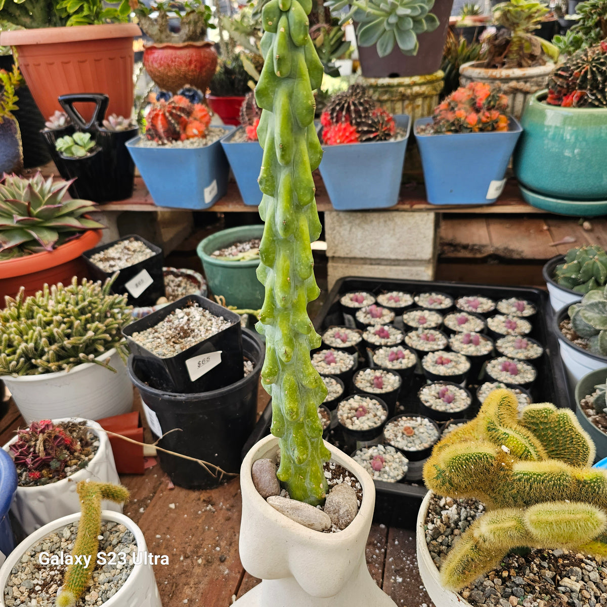 thumbnail image 2 of Rare Boobie Cactus – Myrtillocactus Geometrizans Fukurokuryuzin, Live Indoor/Outdoor Succulent 2 of 4