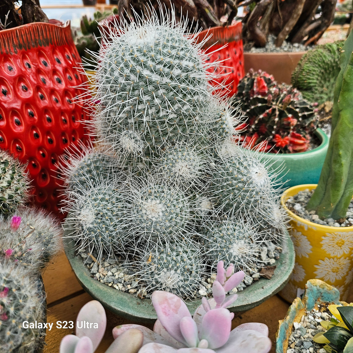 Mammillaria Geminispina – AceMegaSucculents