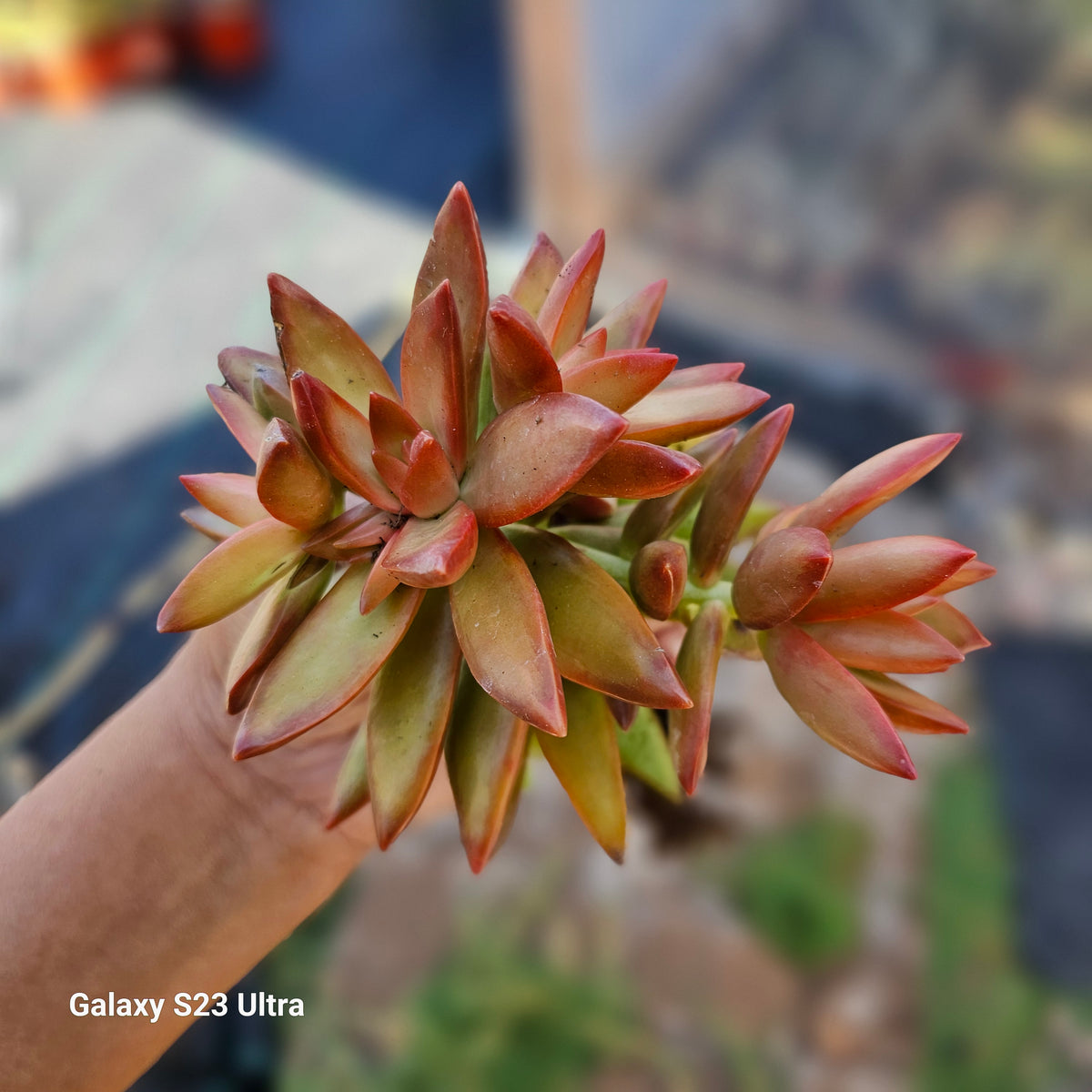 【Sanctum ✴︎サンクタム】星の芽吹き✴︎ペリドット×シトリン×ムーンストーン SEDUM FIRESTORM – AceMegaSucculents