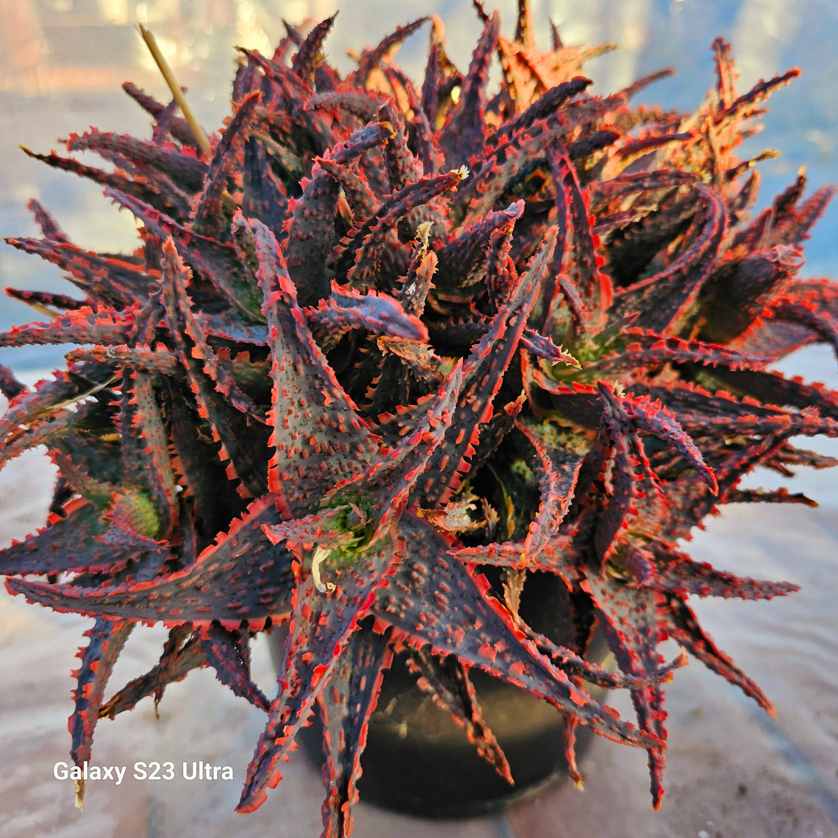 Aloe 