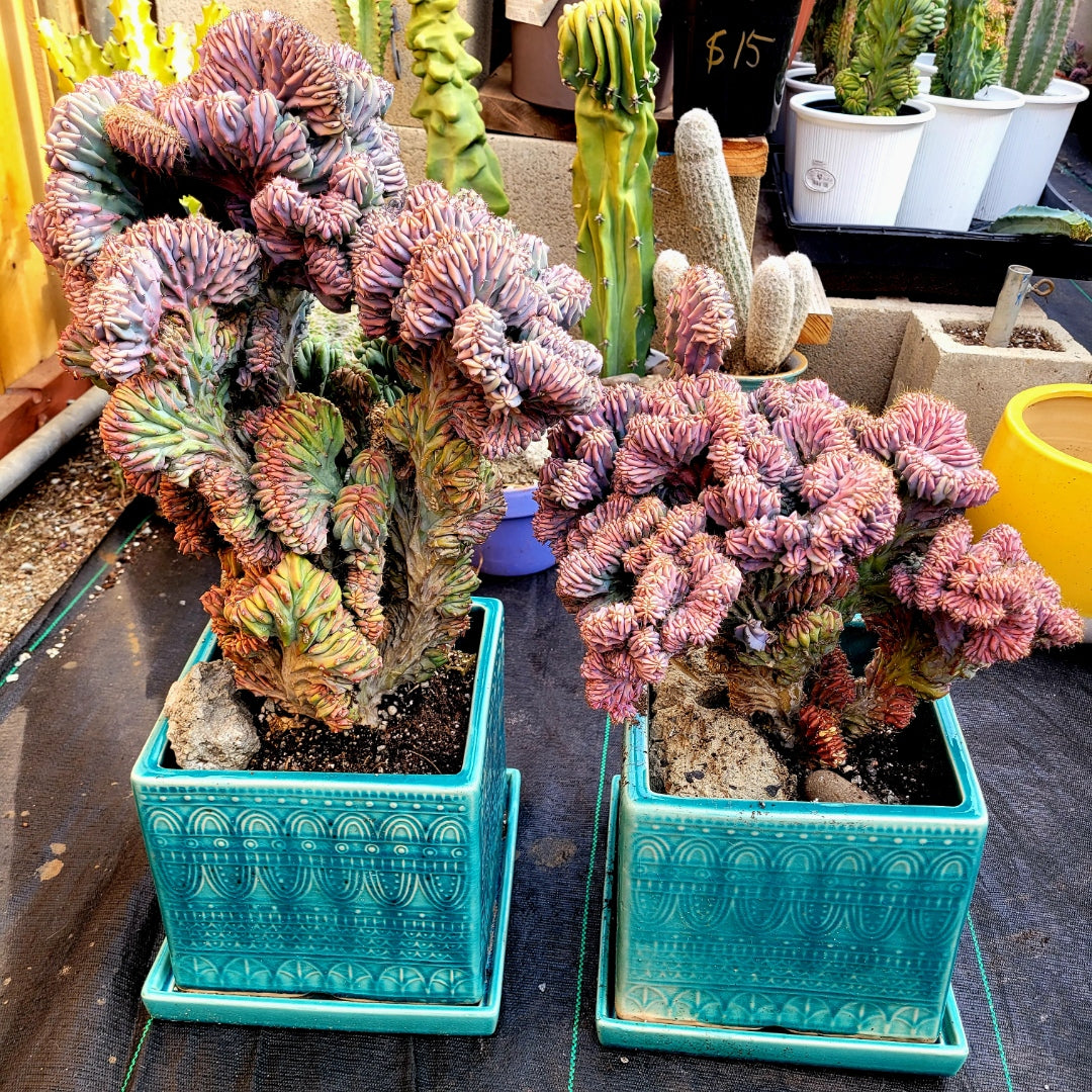 crested myrtillocactus geometrizans succulent Myrtillocactus Geometrizans Cristata elite – AceMegaSucculents