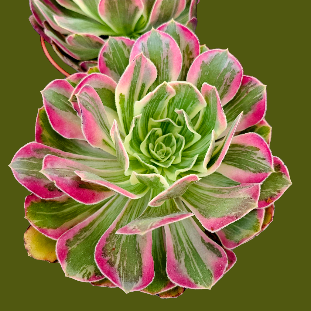 Aeonium wedding dress AceMegaSucculents Aeonium wedding dress AceMegaSucculents