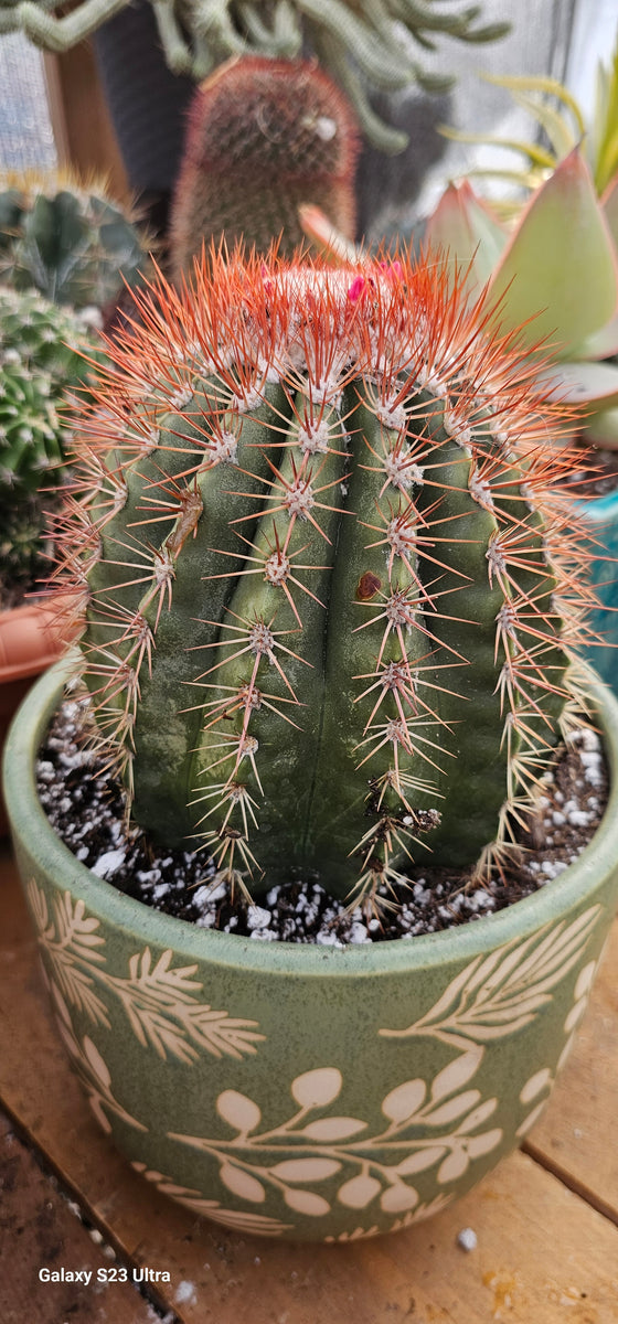 Rare Melocactus Broadwayi – AceMegaSucculents