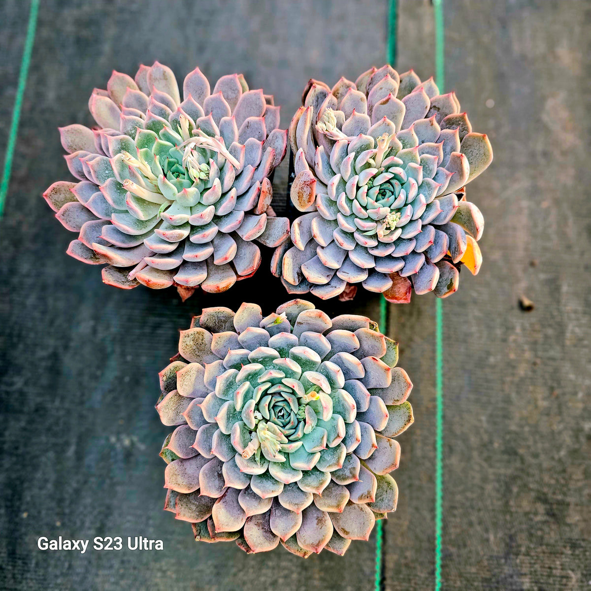 echeveria texensis – AceMegaSucculents