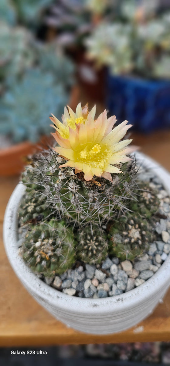その他 Copiapoa Flower season KPSVer. rn-