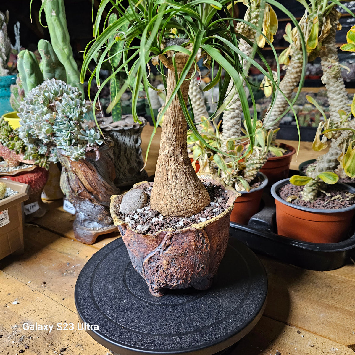 Beaucarnea Guatemalan Red Ponytail Palm – AceMegaSucculents