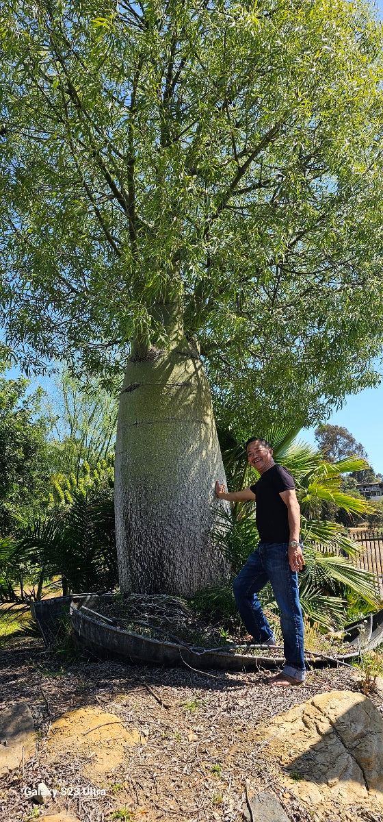 その他観葉植物 BOTTLE Tree Meet our first large Queensland Bottle Tree. It is 5ft tall from