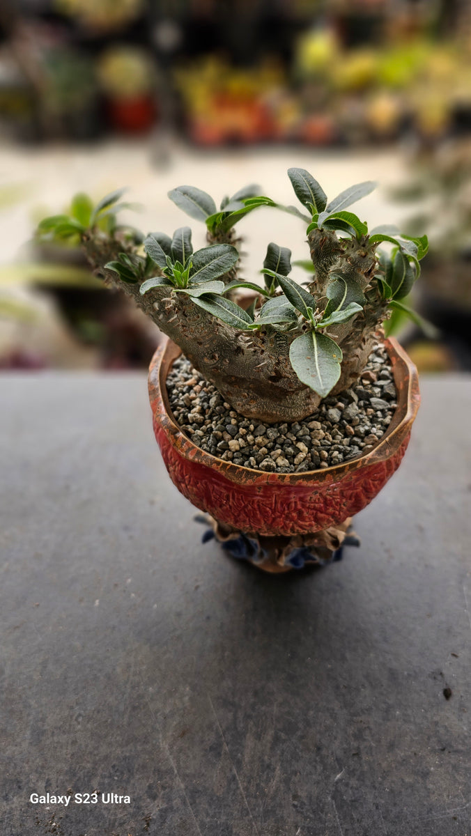 Pachypodium brevicaule x densiflorum Hybird Rare – AceMegaSucculents