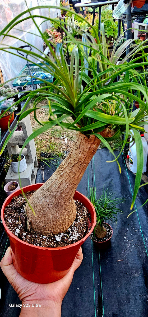belizean red ponytail palm Beaucarnea Guatemalan Red Ponytail Palm – AceMegaSucculents