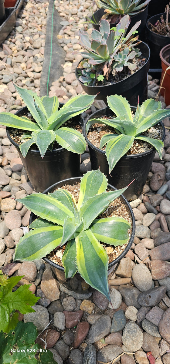 agave orca agave ovatifolia whale's tongue – AceMegaSucculents