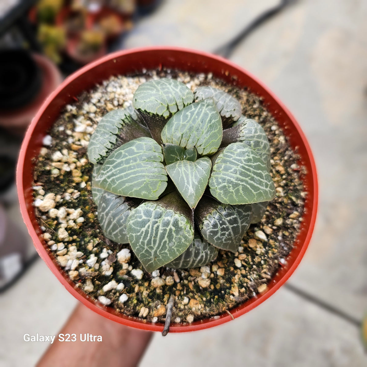 crystal plant Haworthia Emelyae Comptoniana Crystal Ball – AceMegaSucculents