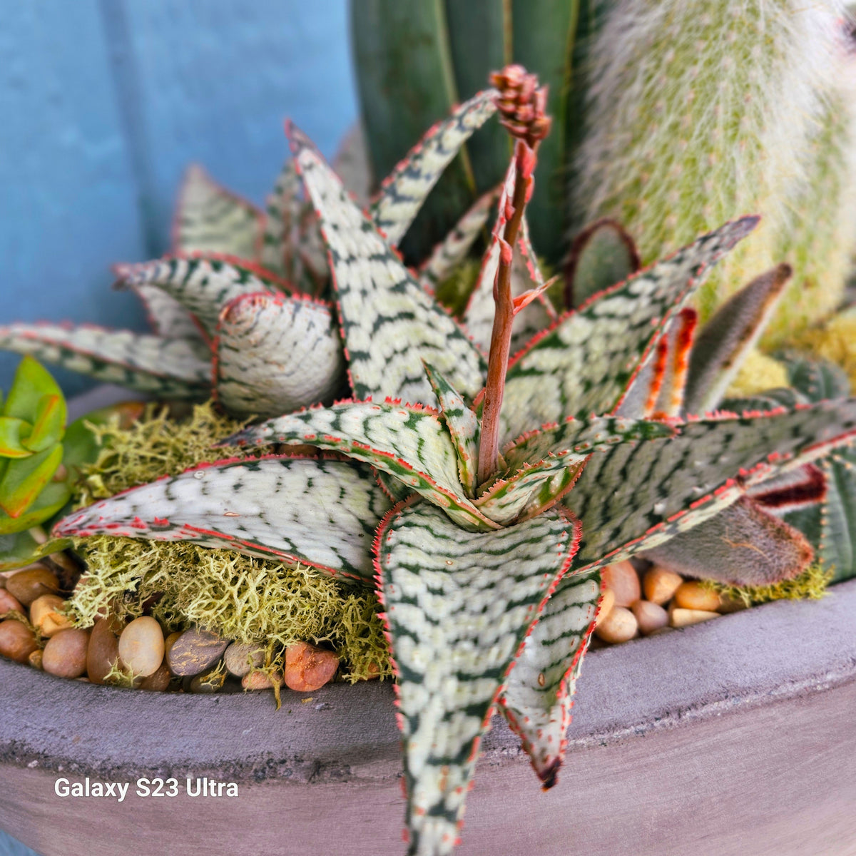 candy cane succulent planet desert Aloe Candy cane – AceMegaSucculents