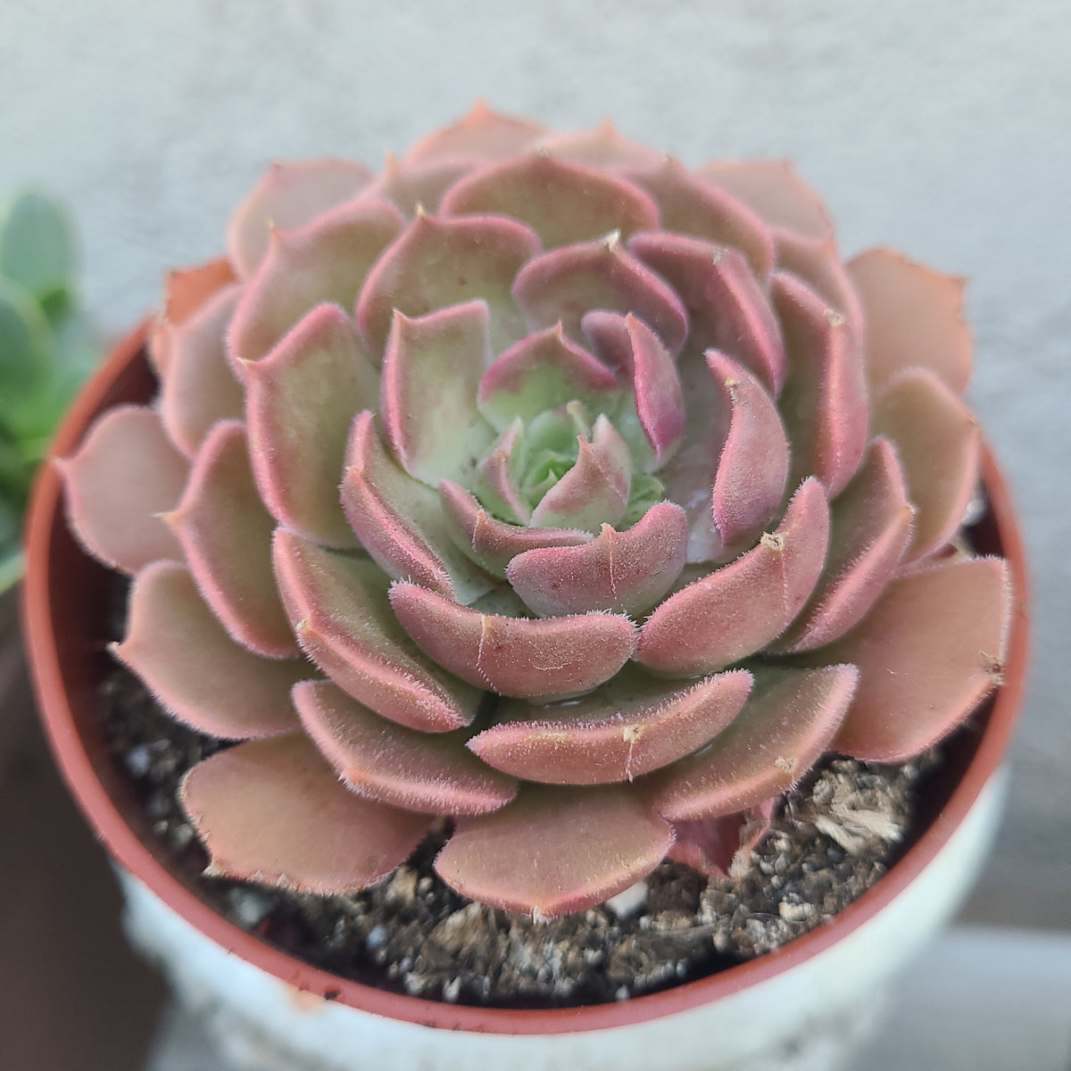 Echeveria Brown Rose  AceMegaSucculents