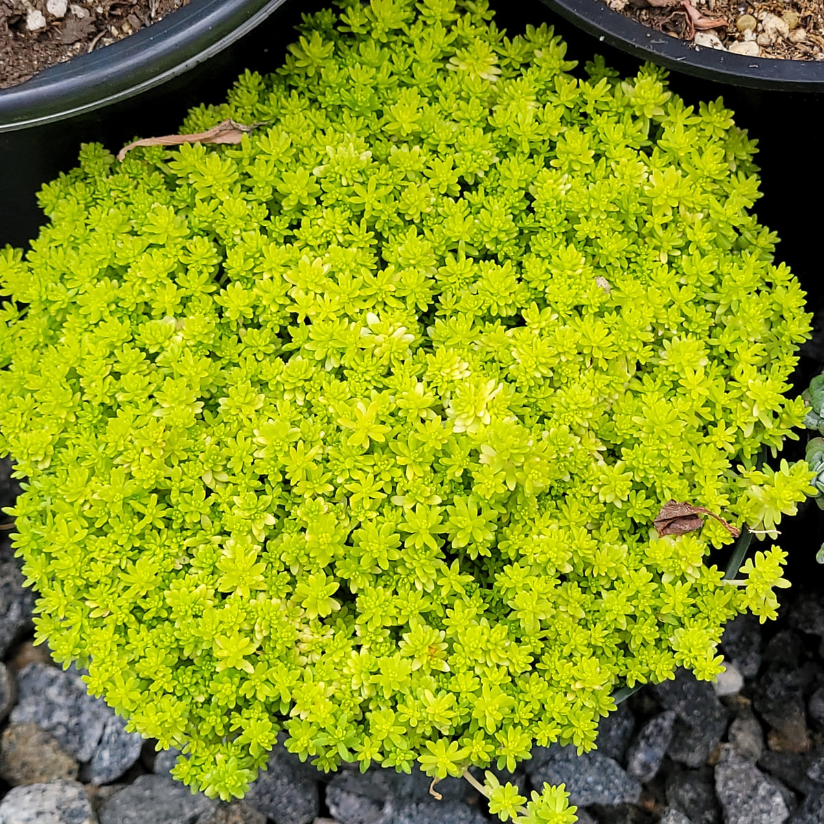 sedum golden moss succulent care Sedum gold moss – AceMegaSucculents