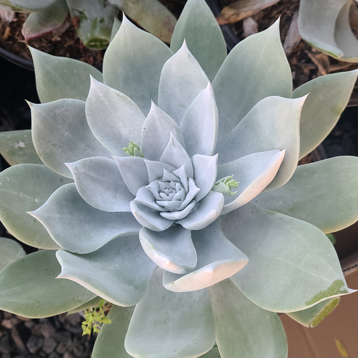 dudleya succulent rare Brittonii White Dudleya Rare – AceMegaSucculents