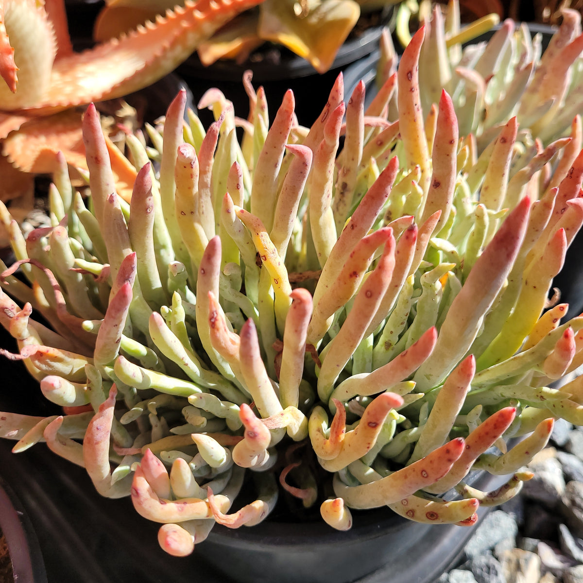 chocolate fingers succulent care Dudleya Edulis – AceMegaSucculents