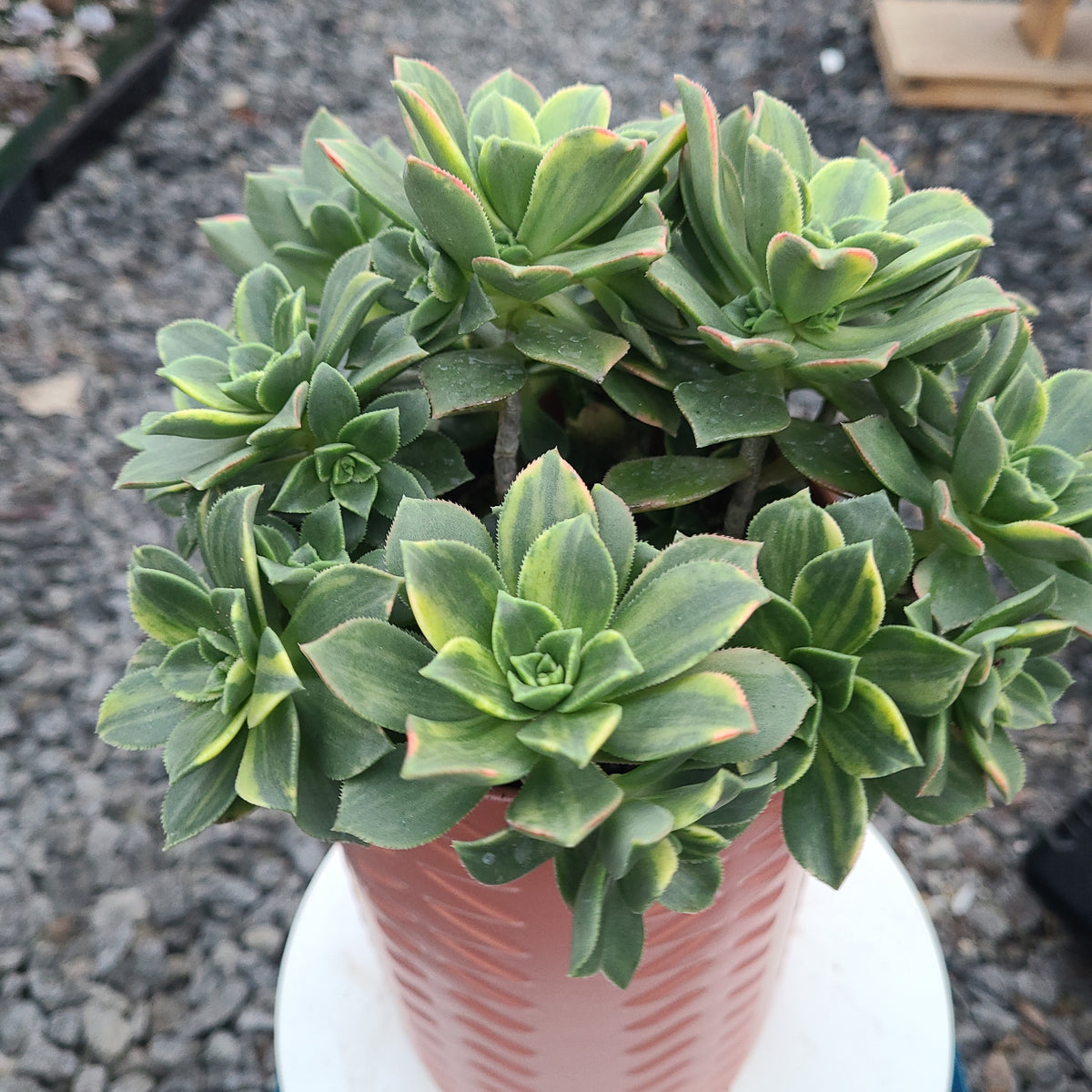 Hybrid variagated Aeonium kiwi. – AceMegaSucculents