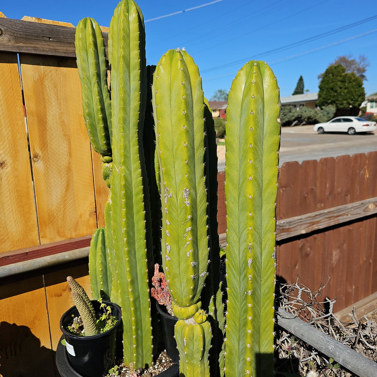 San Pedro Cactus – AceMegaSucculents