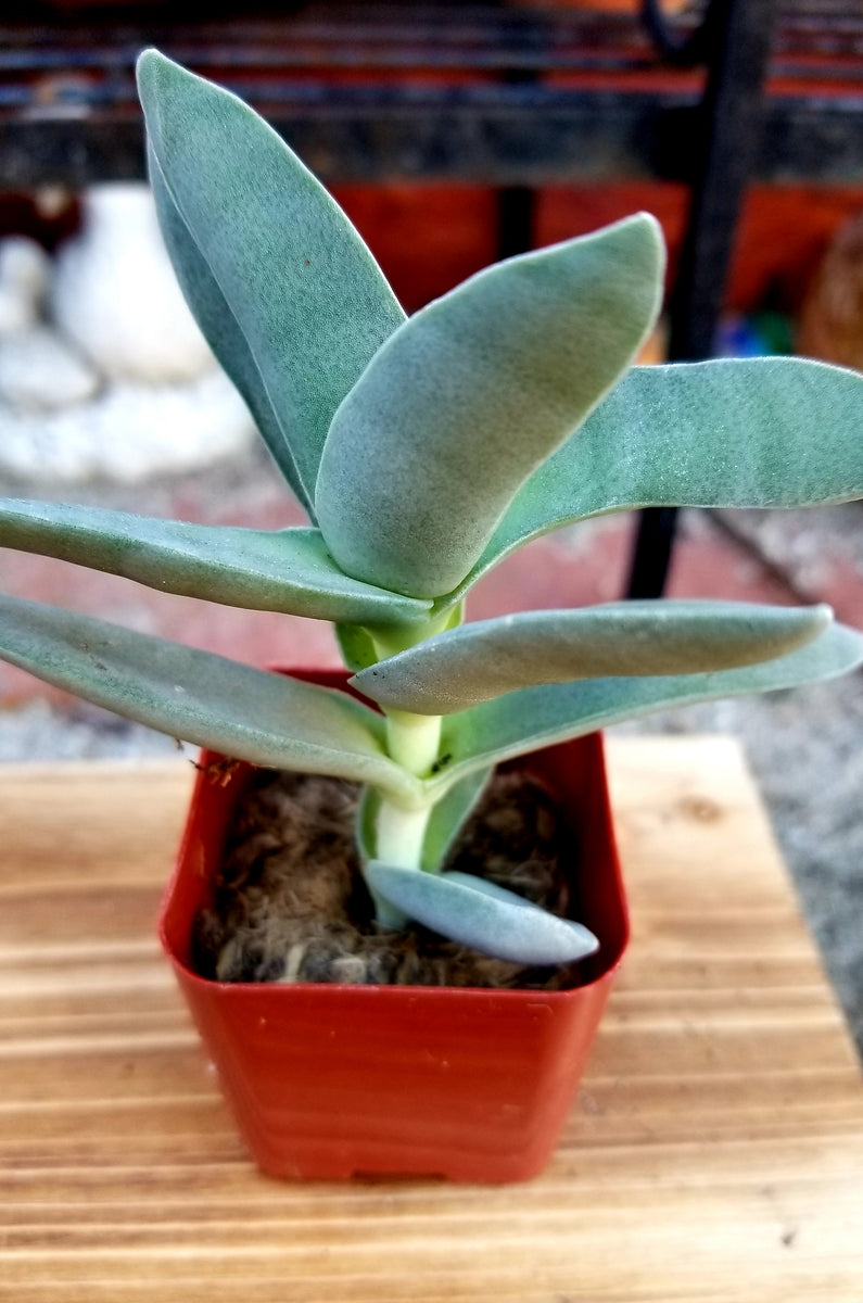 helicopter plant succulent Crassula Falcata "Propeller" – AceMegaSucculents