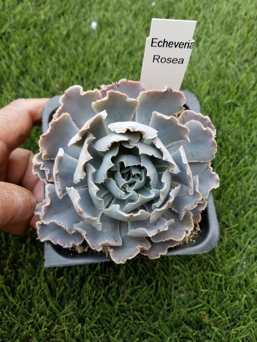 echeveria rosea succulent Echeveria Rosea – AceMegaSucculents