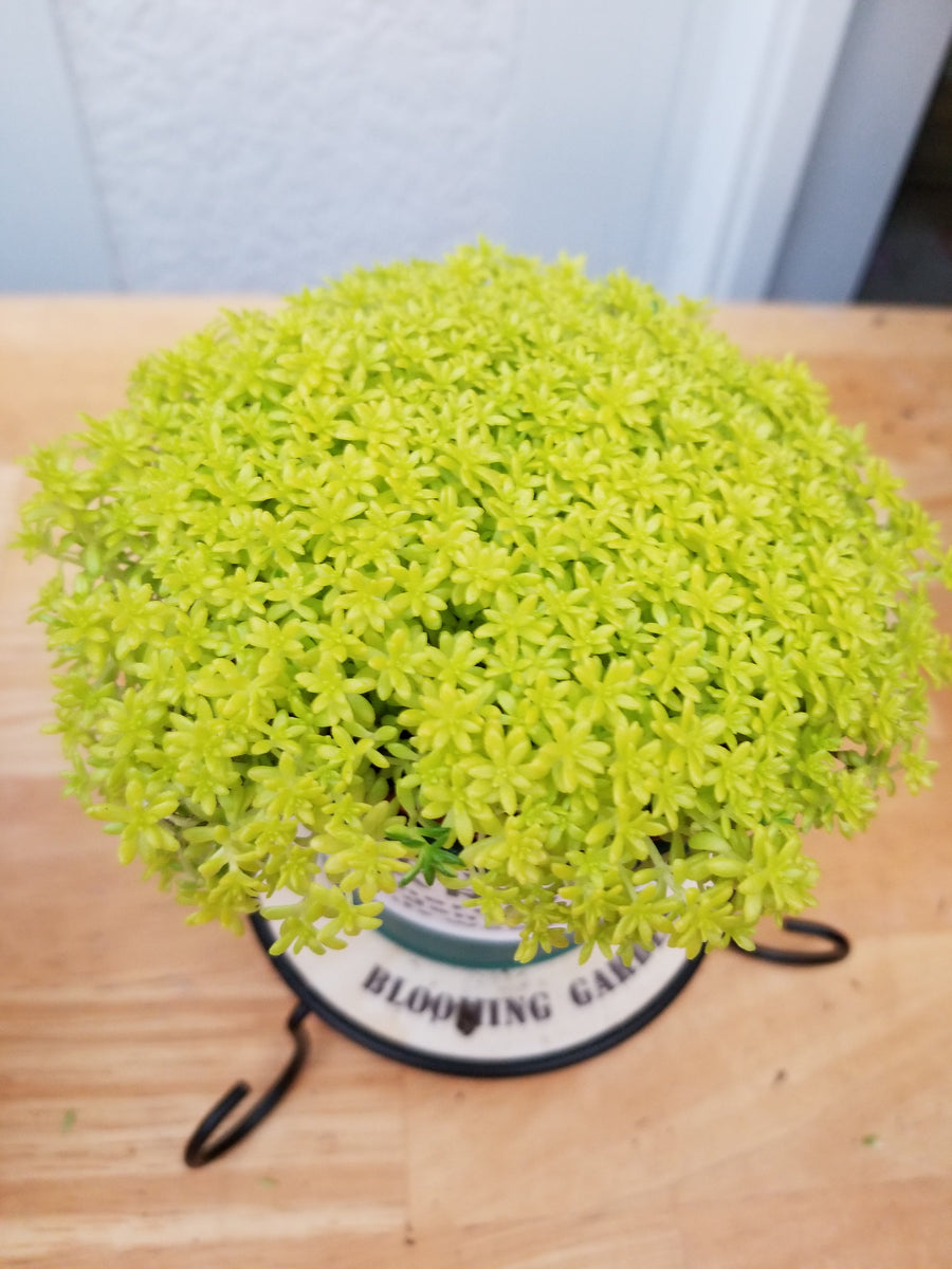 golden moss succulent Sedum gold moss – AceMegaSucculents