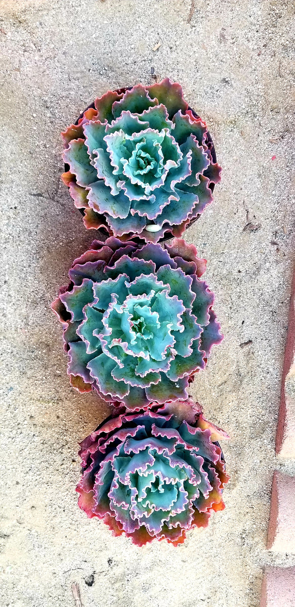 succulents with ruffles Echeveria Ruffles – AceMegaSucculents