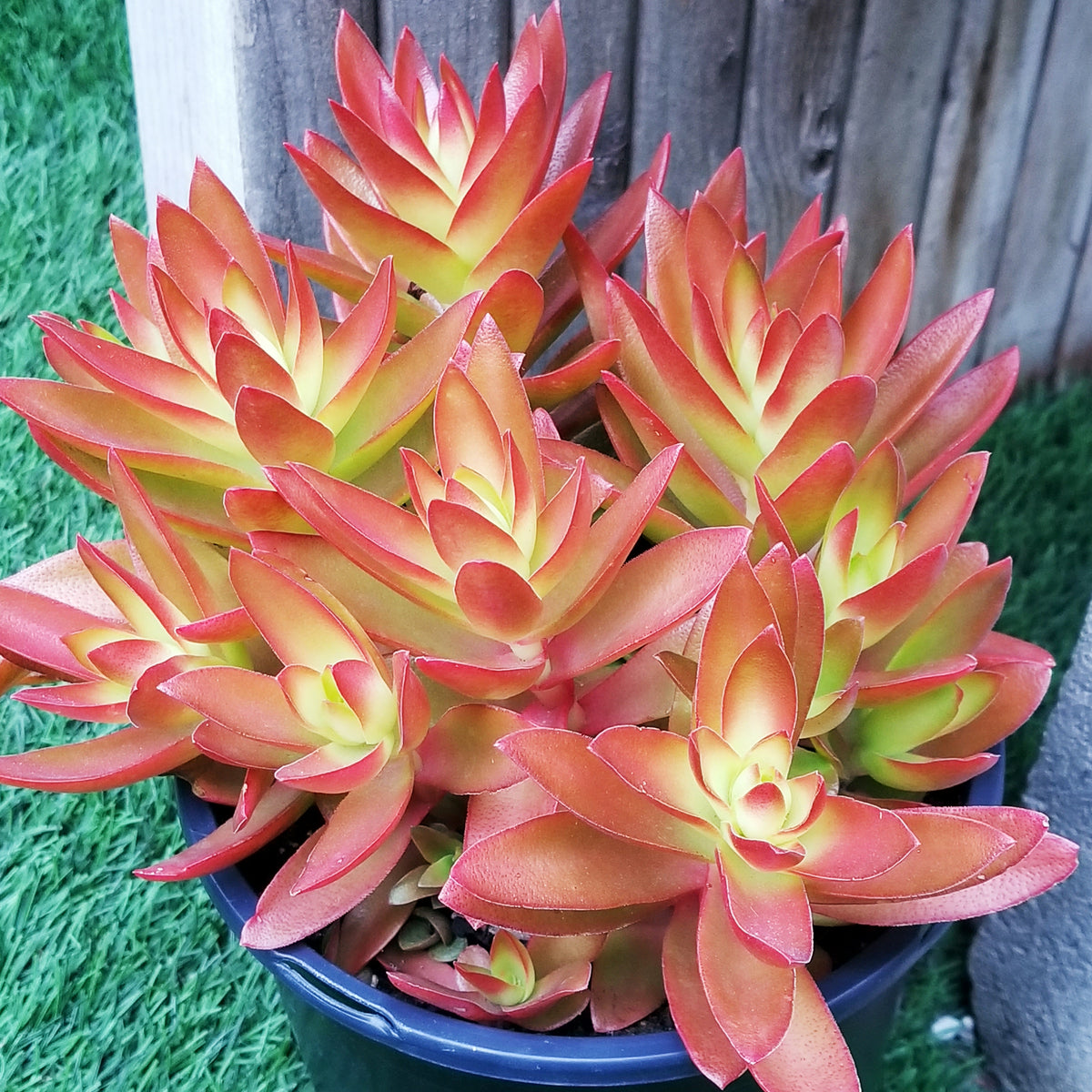 tall orange succulent Crassula 