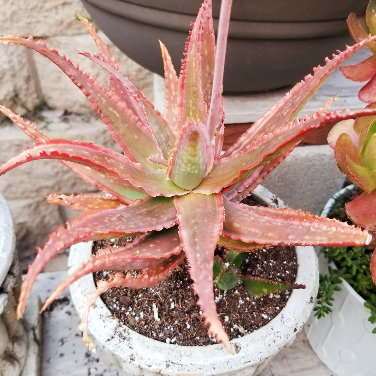 Aloe 