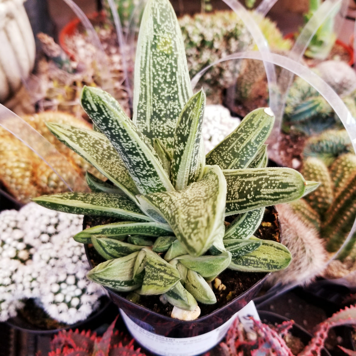 succulent gasteria little warty Gasteria Little Warty – AceMegaSucculents