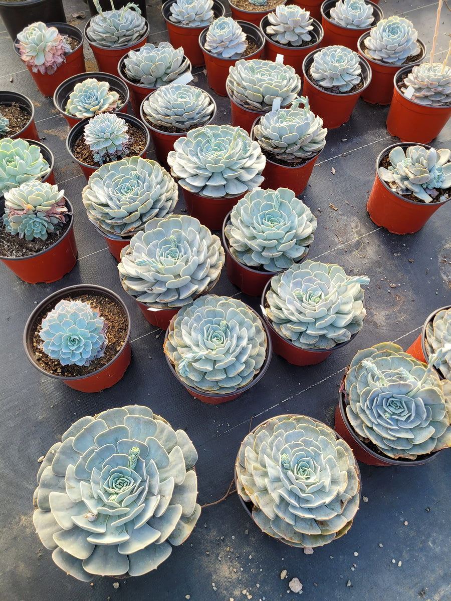 succulent lilacina Echeveria Lilacina – AceMegaSucculents